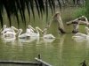 zoo-009