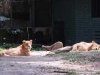 zoo-019