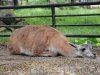 zoo-025