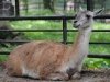 zoo-026