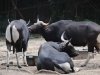 zoo-027