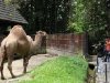 zoo-034