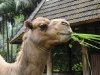 zoo-035