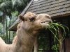 zoo-036