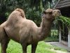zoo-037