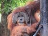 zoo-042
