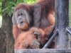 zoo-043