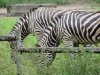 zoo-047