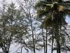 kuantan-09