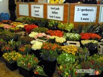 holand-057