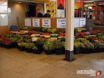 holand-059