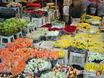 holand-072