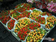 holand-115