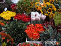 holand-118