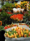 holand-119