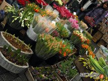 holand-120