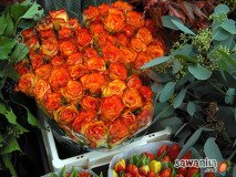 holand-121