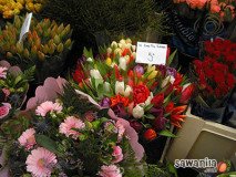 holand-122