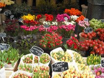 holand-131