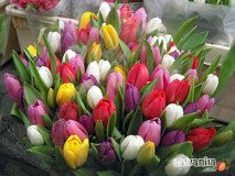 holand-132