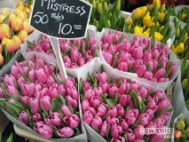 holand-133