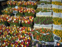 holand-137