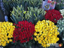 holand-138