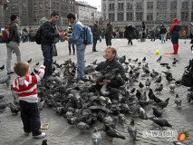 holand-141
