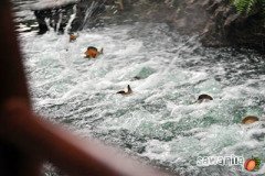 hkdisneyland-trip-406