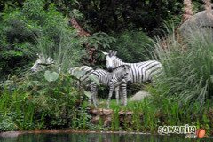 hkdisneyland-trip-407