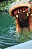 hkdisneyland-trip-411