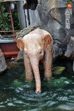 hkdisneyland-trip-419