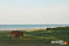 kuantan-21