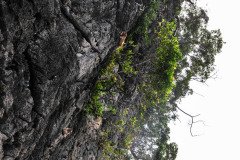 Hatyai-Krabi-8192