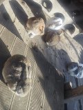 IMG_20241219_104123