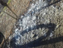 IMG_20241219_104416