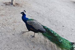 IMG_20241219_162143