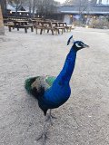 IMG_20241219_163454
