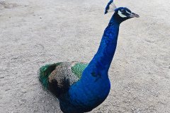 IMG_20241219_163454